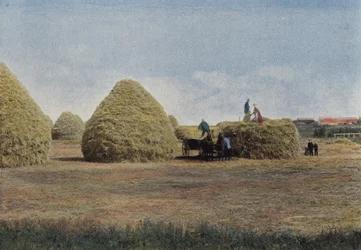 Wheat Stacks in Manitoba